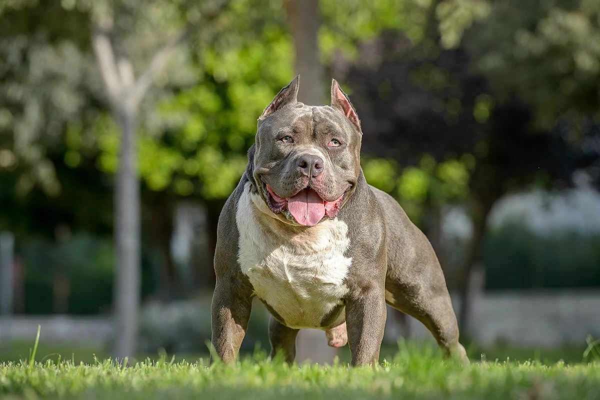 AMERICAN BULLY XL VIETATI NEL REGNO UNITO - Dr Vicla Sgaravatti